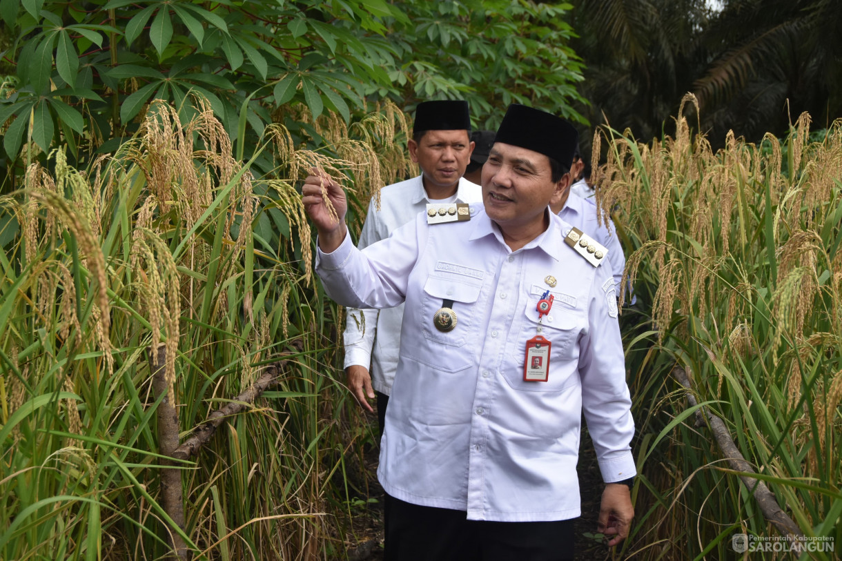 13 Maret 2024 - Panen Padi Ladang Kelompok Tani Mencawang Tani Desa Pulau Lintang Kecamatan Bathin VIII