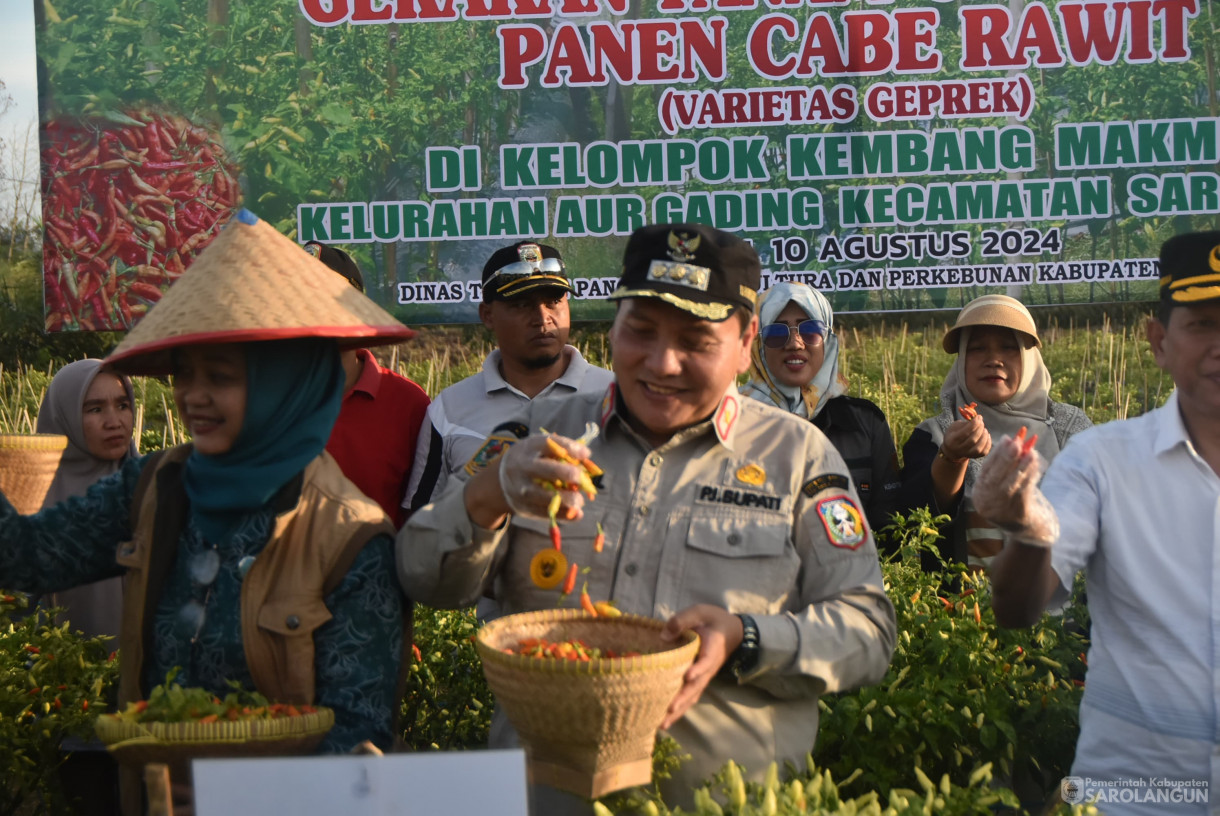 10 Agustus 2024 - Gerakan Tanam Cepat Panen Cabe Rawit Kelompok Tani Kembang Makmur, Bertempat di Kelurahan Aur Gading Kecamatan Sarolangun