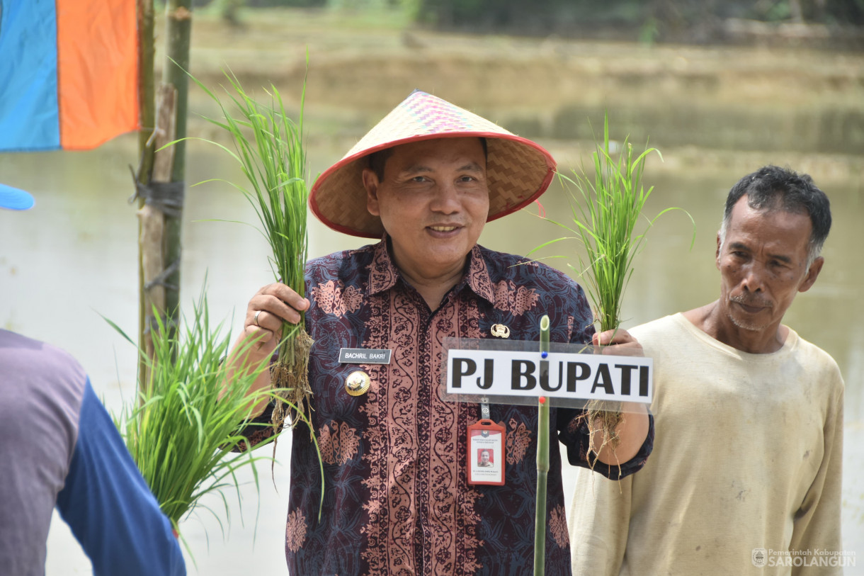 1 Februari 2024 - Tanam Bibit Unggul Padi Sawah Dari IPB Di Desa Pasar Pelawan