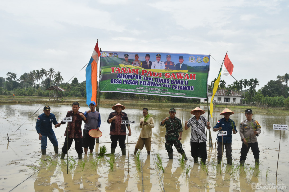 1 Februari 2024 - Tanam Bibit Unggul Padi Sawah Dari IPB Di Desa Pasar Pelawan