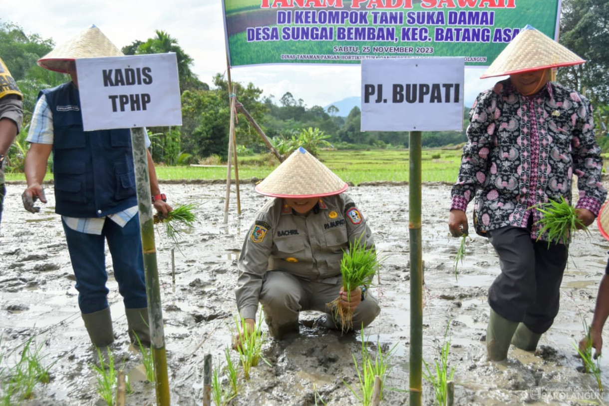 25 November 2023 - Tanam Padi Sawah Di Kelompok Tani Suka Damai Bersama Forkopimda Sarolangun Di Desa Sungai Bemban Kec. Batang Asai