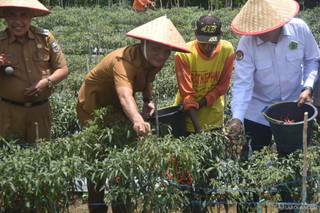 14 Oktober 2025 Panen Cabe Merah Bumdes Jaya Bersama Desa Pelawan Jaya
