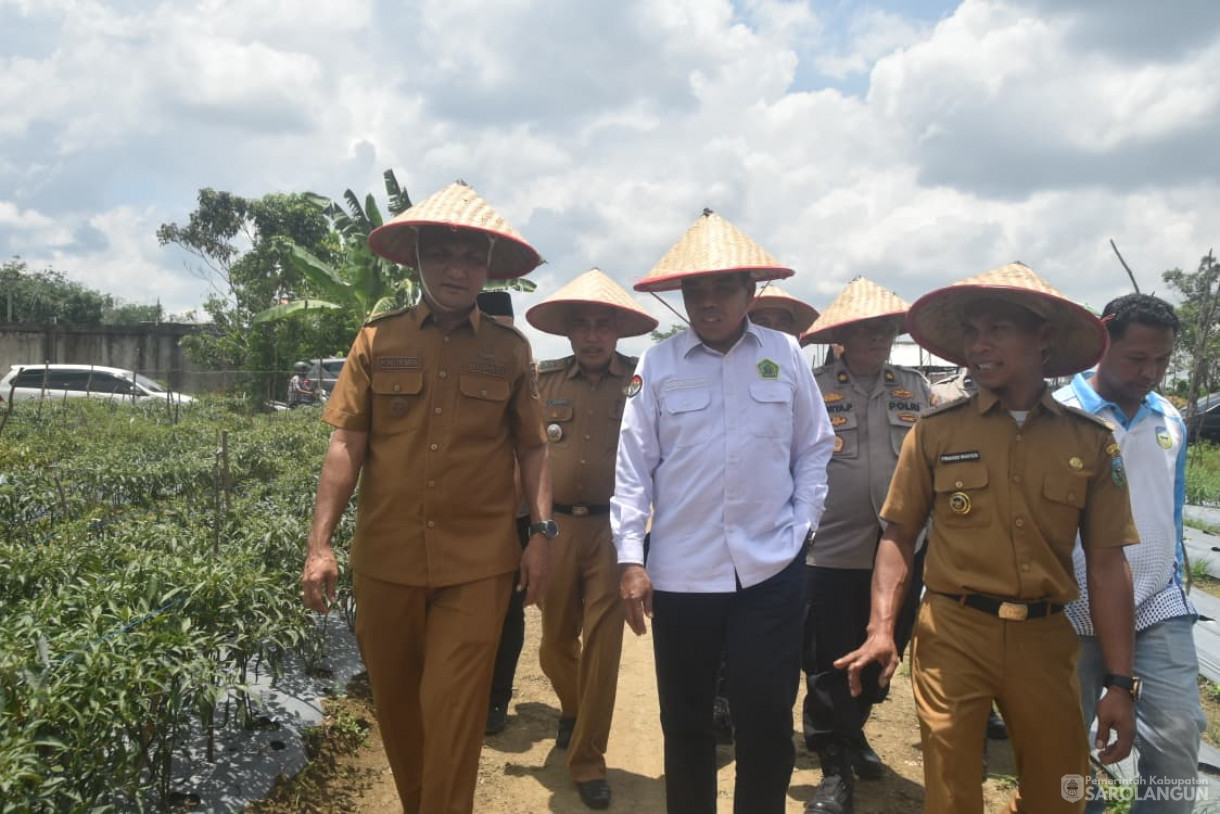 14 Oktober 2025 Panen Cabe Merah Bumdes Jaya Bersama Desa Pelawan Jaya