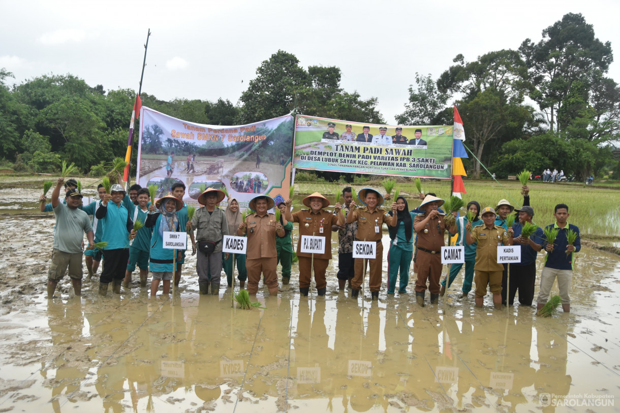 13 Februari 2024 - Tanam Padi Sawah Demplot Benih Padi Varitas IPB 3 Sakti Bersama Siswa Siswi Smkn 7 Sarolangun Di Desa Lubuk Sayak Kecamatan Pelawan