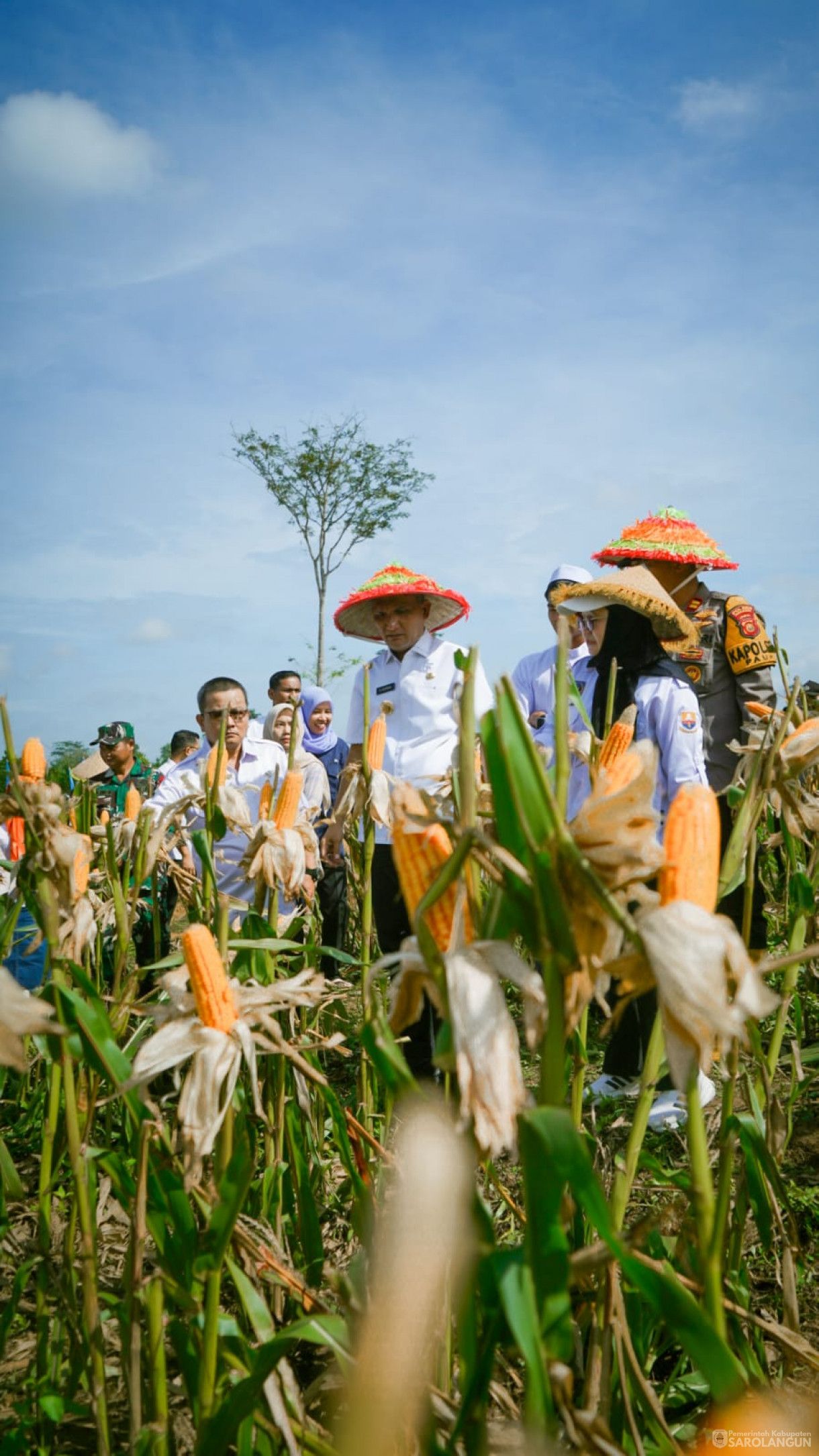3 September 2025&nbsp; Panen Jagung Hibrida Program Ketahanan Pangan Bumdes Batam Jaya Desa Batu Ampar Tahun 2025