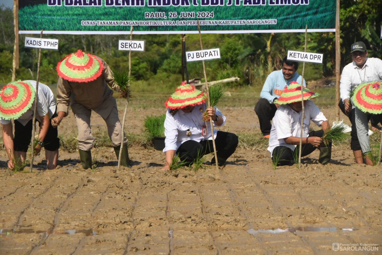 26 Juni 2024 - Tanam Padi Sawah, Bertempat di Balai Benih Induk Padi Kecamatan Limun