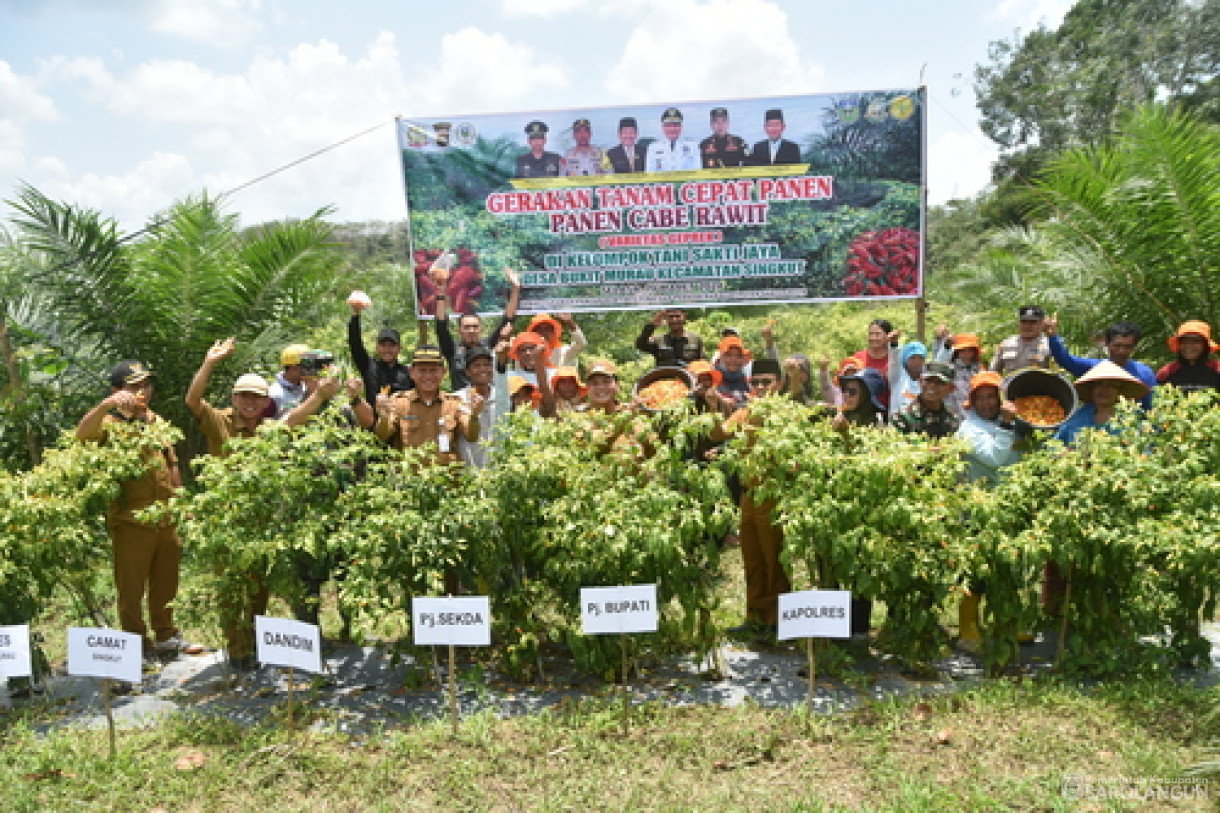 19 Maret 2024 - Panen Cabe Rawit Kelompok Tani Sakti Jaya Di Desa Bukit Murau Kecamatan Singkut