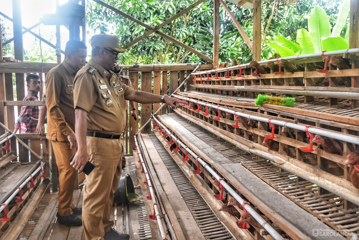 21 Januari 2025 -&nbsp;Panen Telur Ayam Petelur di Desa Batu Putih Kecamatan Pelawan