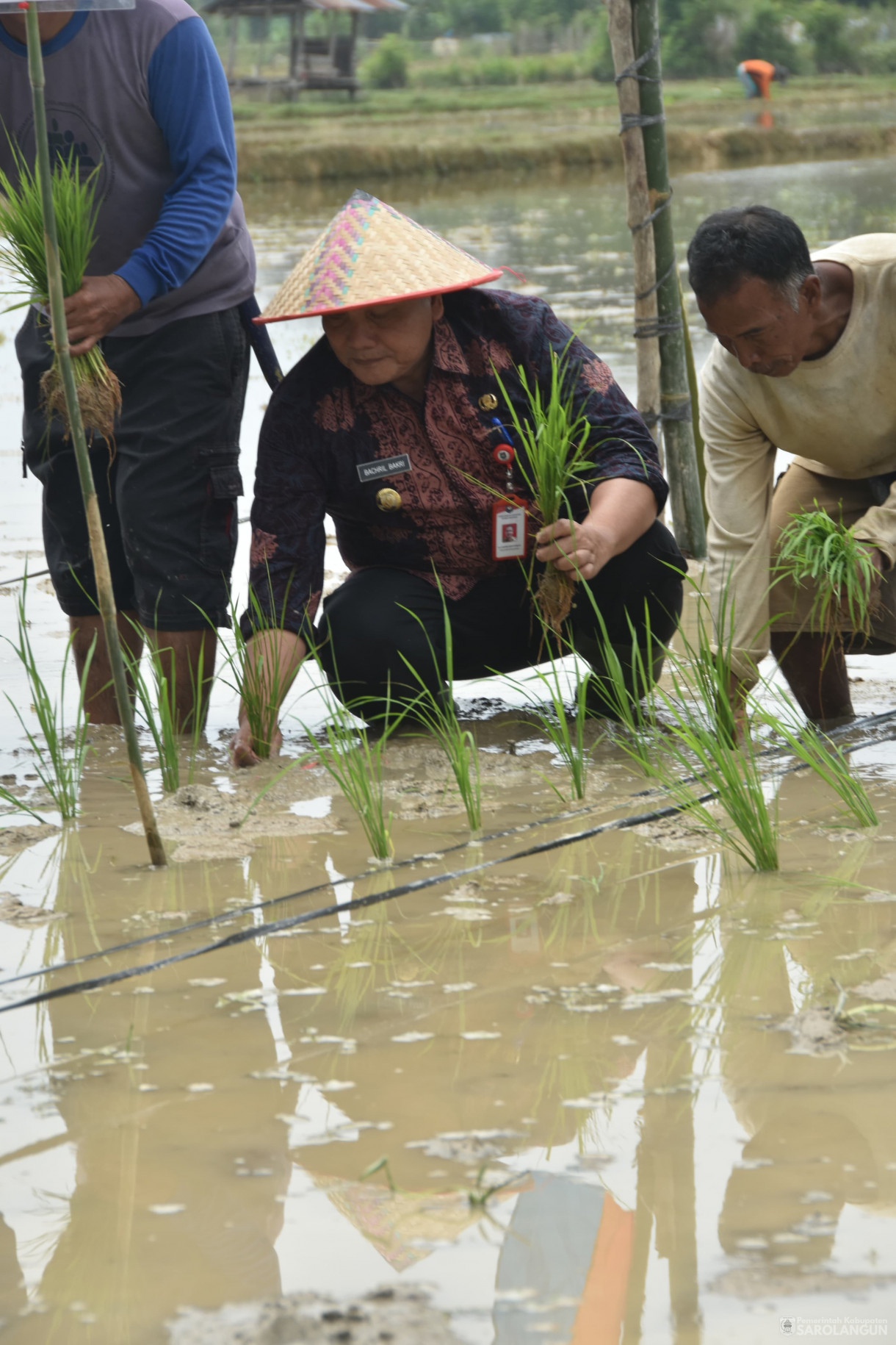 1 Februari 2024 - Tanam Bibit Unggul Padi Sawah Dari IPB Di Desa Pasar Pelawan