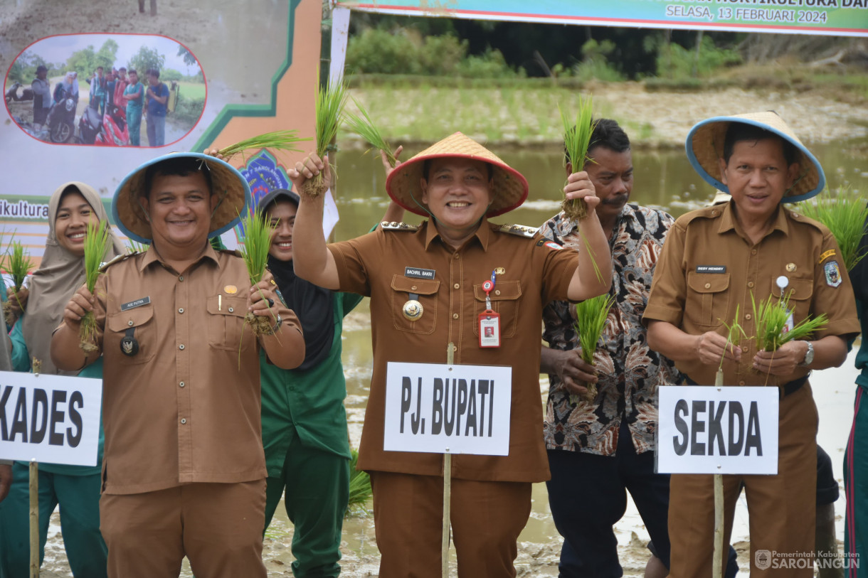 13 Februari 2024 - Tanam Padi Sawah Demplot Benih Padi Varitas IPB 3 Sakti Bersama Siswa Siswi Smkn 7 Sarolangun Di Desa Lubuk Sayak Kecamatan Pelawan