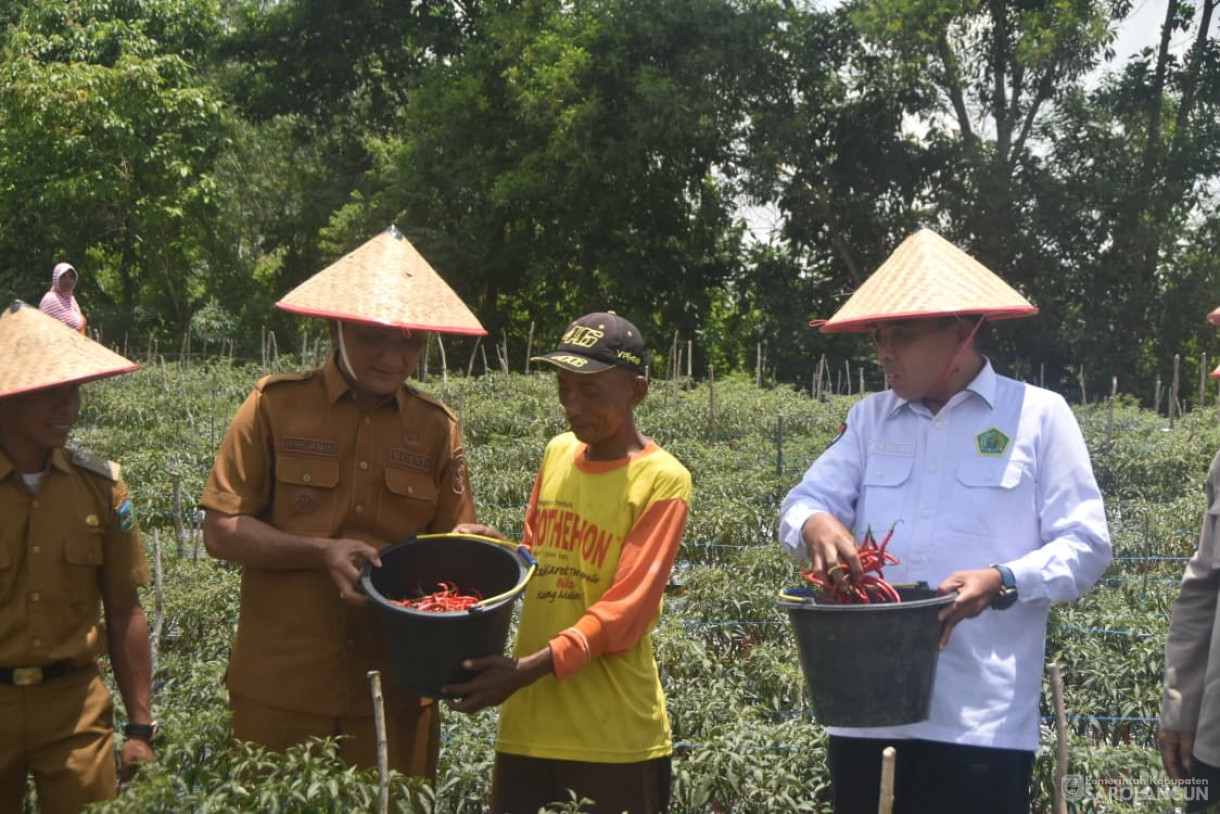 14 Oktober 2025 Panen Cabe Merah Bumdes Jaya Bersama Desa Pelawan Jaya