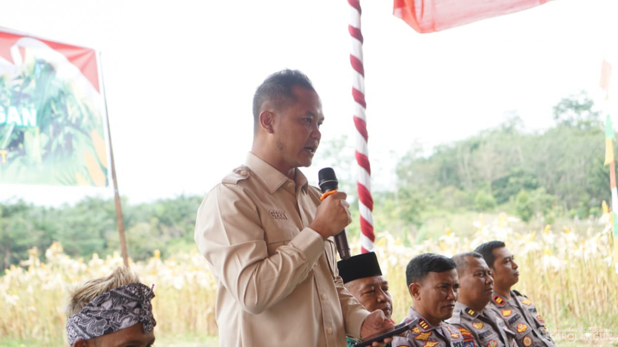 Panen Jagung Desa Sendang Sari Singkut