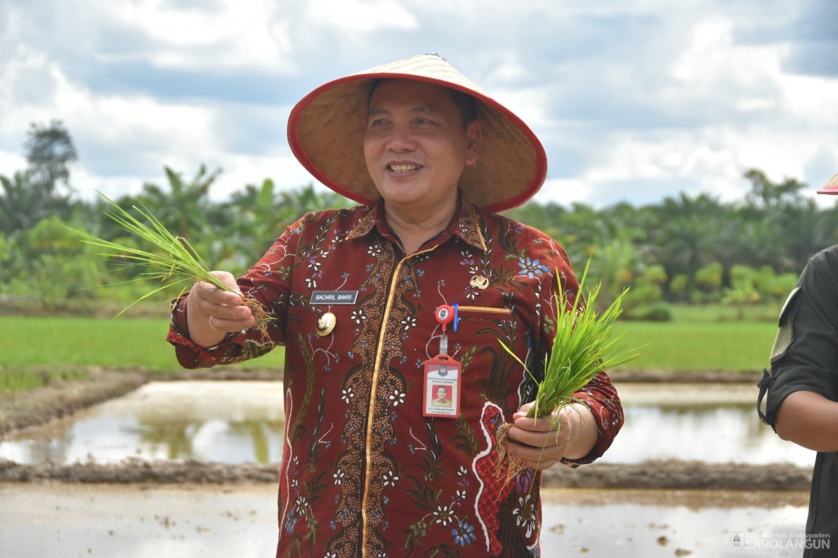 4 Februari 2024 - Tanam Padi Sawah Di Desa Bukit Suban Kecamatan Air Hitam