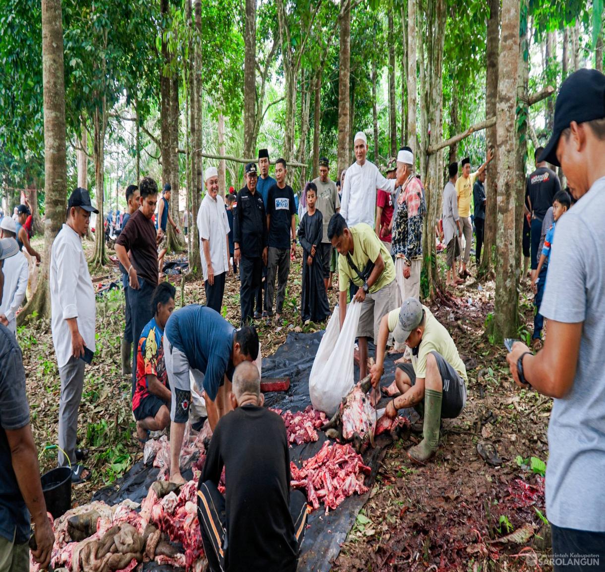 27 Mei 2026 Bupati Sarolangun Menghadiri Sekaligus Menyaksikan Secara Langsung Proses Pemotongan Hewan Kurban 46 Ekor Sapi, 2 Ekor Kambing di Desa Rantau Gedang Kecamatan Bathin VIII
