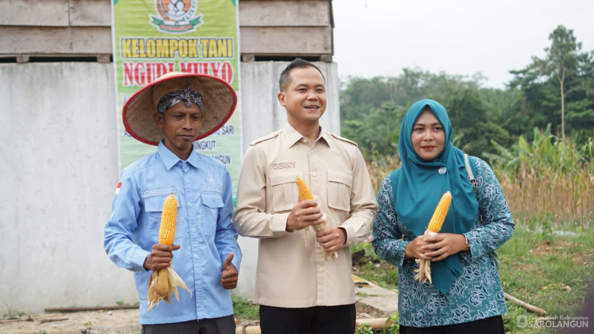 Panen Jagung Desa Sendang Sari Singkut