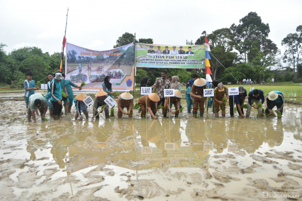 13 Februari 2024 - Tanam Padi Sawah Demplot Benih Padi Varitas IPB 3 Sakti Bersama Siswa Siswi Smkn 7 Sarolangun Di Desa Lubuk Sayak Kecamatan Pelawan