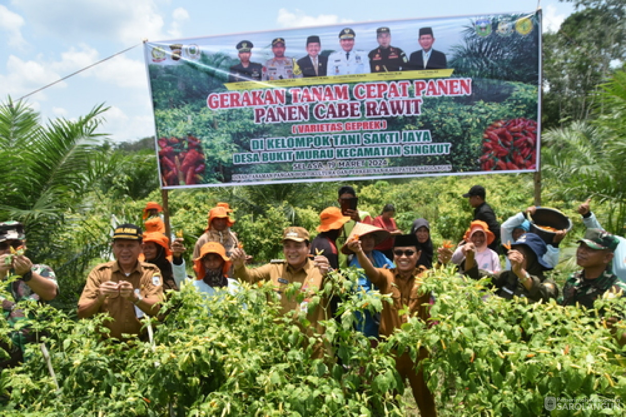 19 Maret 2024 - Panen Cabe Rawit Kelompok Tani Sakti Jaya Di Desa Bukit Murau Kecamatan Singkut