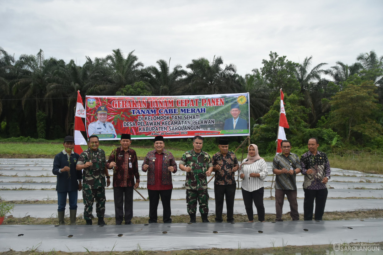 21 Desember 2023 - Gerakan Tanam Cepat Panen Cabe Merah Di Kelompok Tani Sehati Desa Pelawan Kecamatan Pelawan