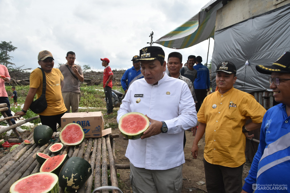 1 Desember 2023 - Panen Semangka Program Ketahanan Pangan Desa Sungai Keramat Kecamatan Cermin Nan Gedang