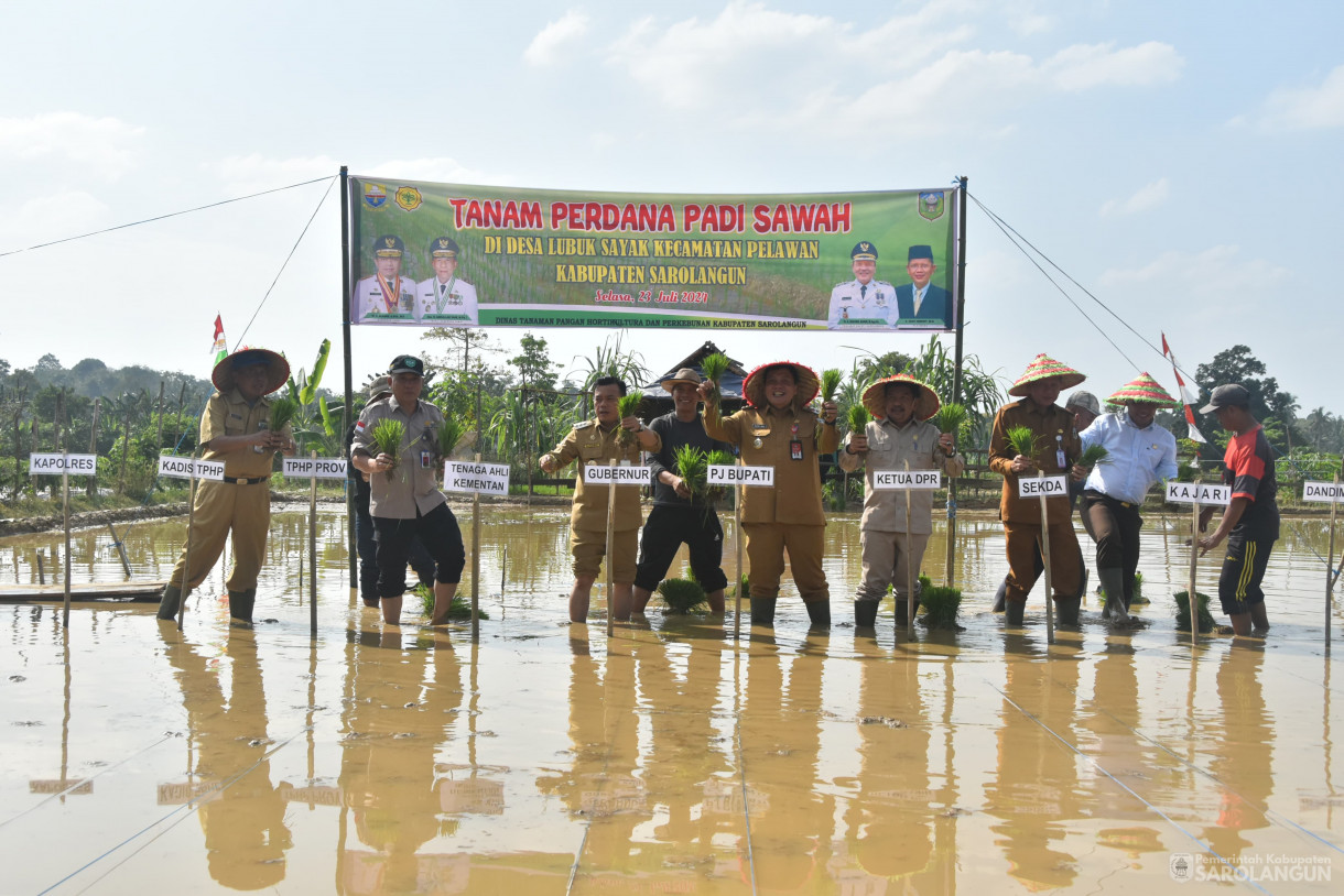 23 Juli 2024 -&nbsp;Tanam Perdana Padi Sawah, Bertempat di Desa Lubuk Sayak Kecamatan Pelawan