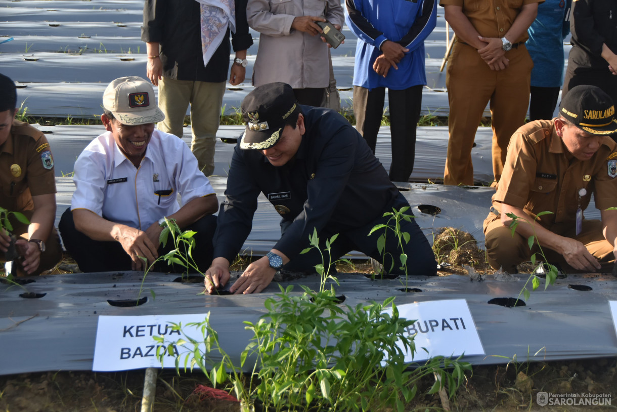 4 Juni 2024 - Gerakan Tanam Cepat Panen Tanam Cabe Merah Di Kelompok Jaya Makmur Desa Bukit Murau Kecamatan Singkut Dan Meninjau Smart Green House Dan Penanaman Bibit M