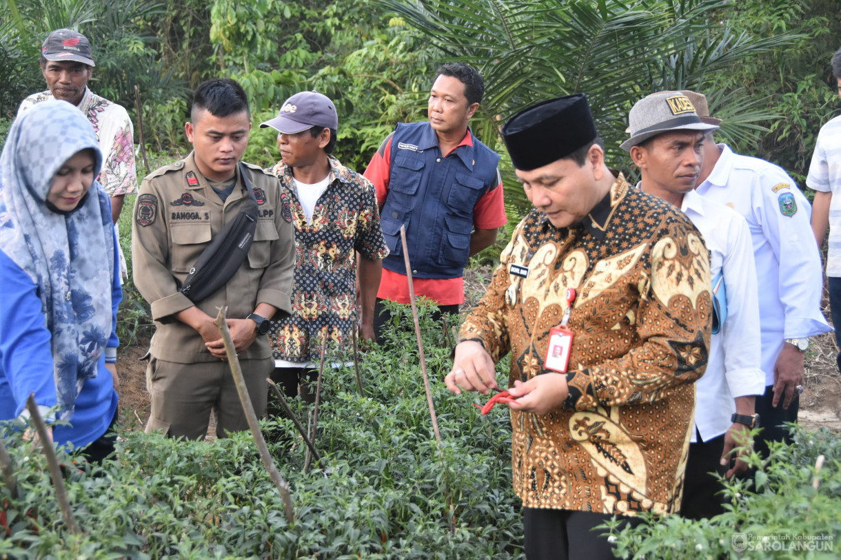 20 Desember 2023 - Meninjau Kebun Cabe Kelompok Tani Desa Pelawan Jaya