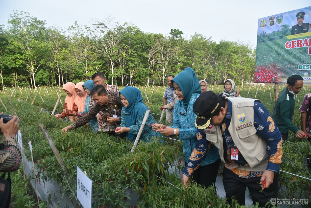 01 Agustus 2024 -&nbsp;Gerakan Tanam Cepat Panen Cabe Merah Kelompok Tani Bina Jaya, Bertempat di Desa Payolebar&nbsp; Kecamatan Singkut