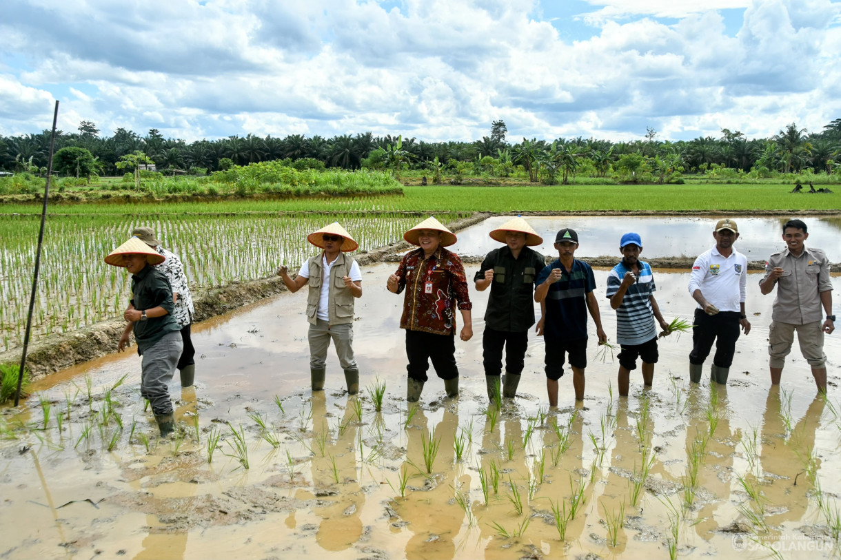 4 Februari 2024 - Tanam Padi Sawah Di Desa Bukit Suban Kecamatan Air Hitam