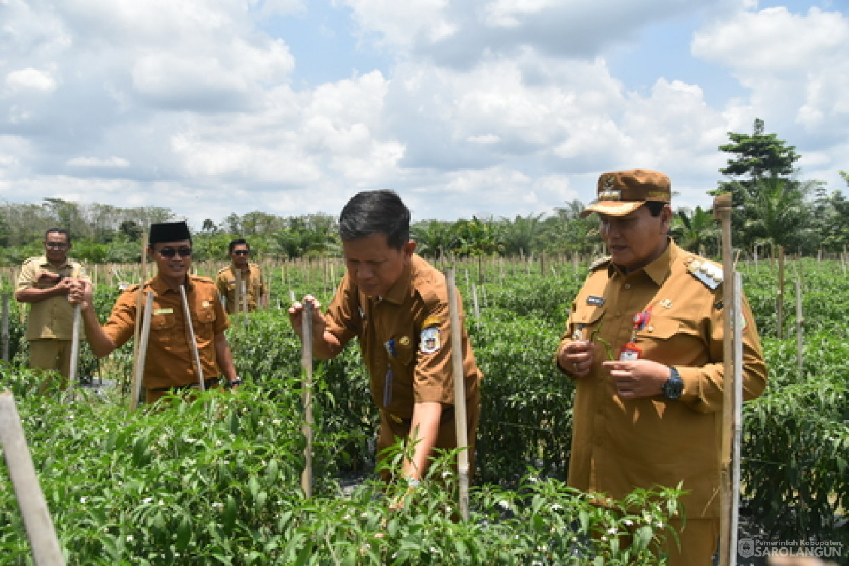 19 Maret 2024 - Panen Cabe Rawit Kelompok Tani Sakti Jaya Di Desa Bukit Murau Kecamatan Singkut