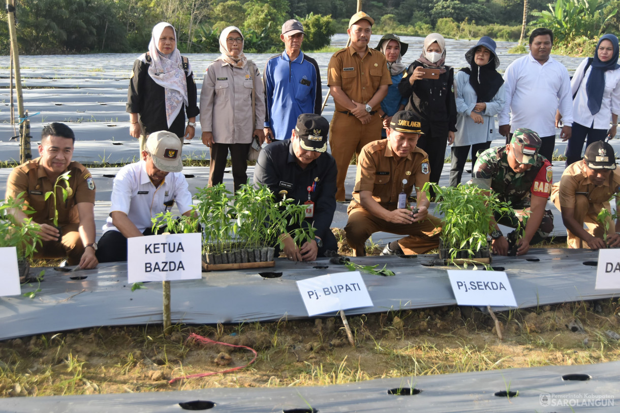 4 Juni 2024 - Gerakan Tanam Cepat Panen Tanam Cabe Merah Di Kelompok Jaya Makmur Desa Bukit Murau Kecamatan Singkut Dan Meninjau Smart Green House Dan Penanaman Bibit M