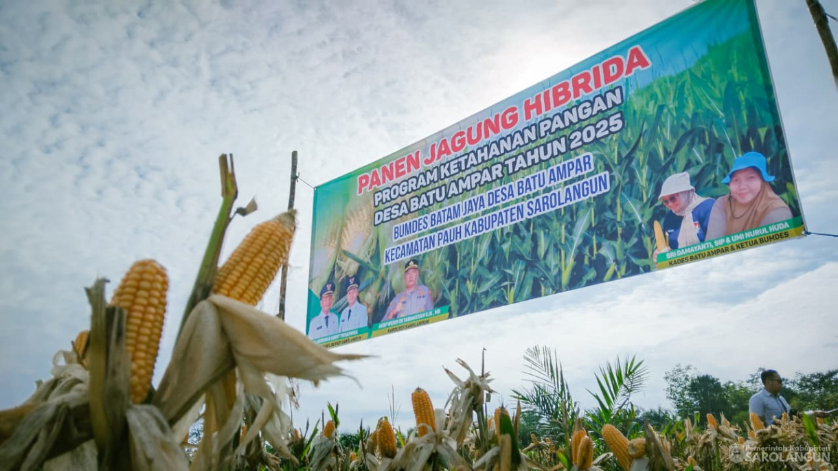3 September 2025&nbsp; Panen Jagung Hibrida Program Ketahanan Pangan Bumdes Batam Jaya Desa Batu Ampar Tahun 2025