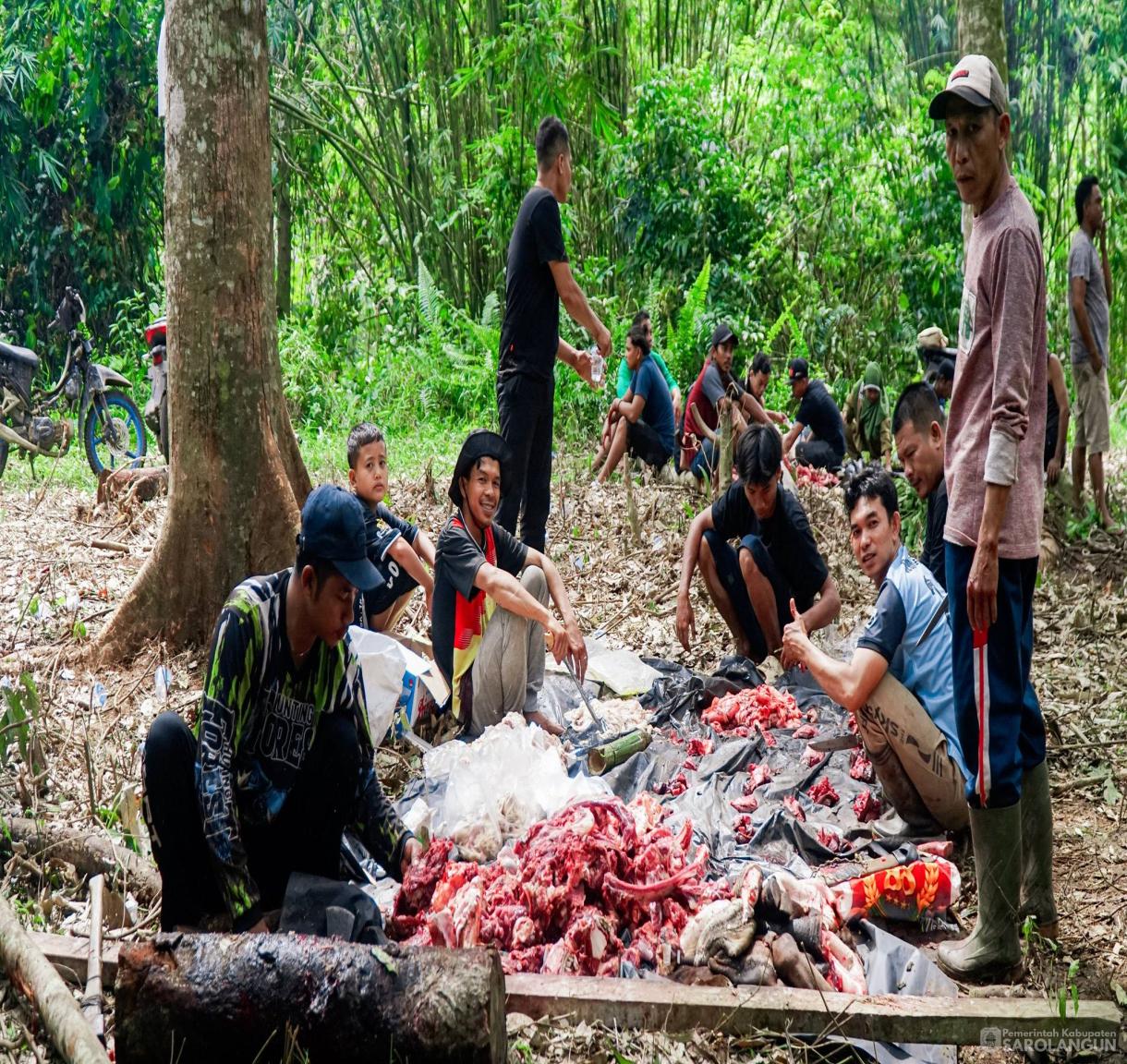 27 Mei 2026 Bupati Sarolangun Menghadiri Sekaligus Menyaksikan Secara Langsung Proses Pemotongan Hewan Kurban 46 Ekor Sapi, 2 Ekor Kambing di Desa Rantau Gedang Kecamatan Bathin VIII