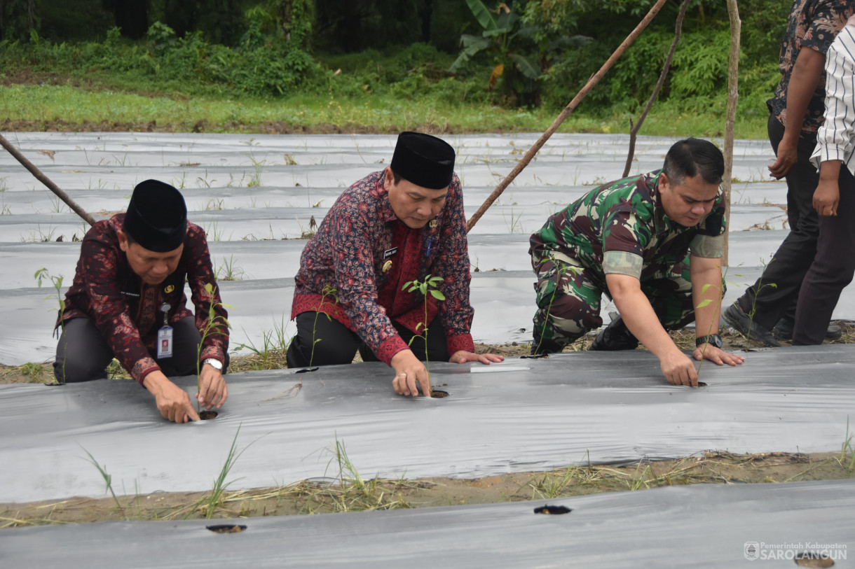 21 Desember 2023 - Gerakan Tanam Cepat Panen Cabe Merah Di Kelompok Tani Sehati Desa Pelawan Kecamatan Pelawan