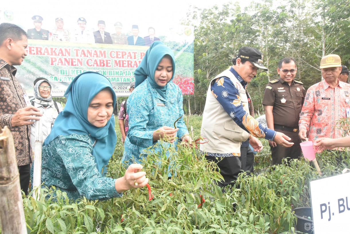 01 Agustus 2024 -&nbsp;Gerakan Tanam Cepat Panen Cabe Merah Kelompok Tani Bina Jaya, Bertempat di Desa Payolebar&nbsp; Kecamatan Singkut