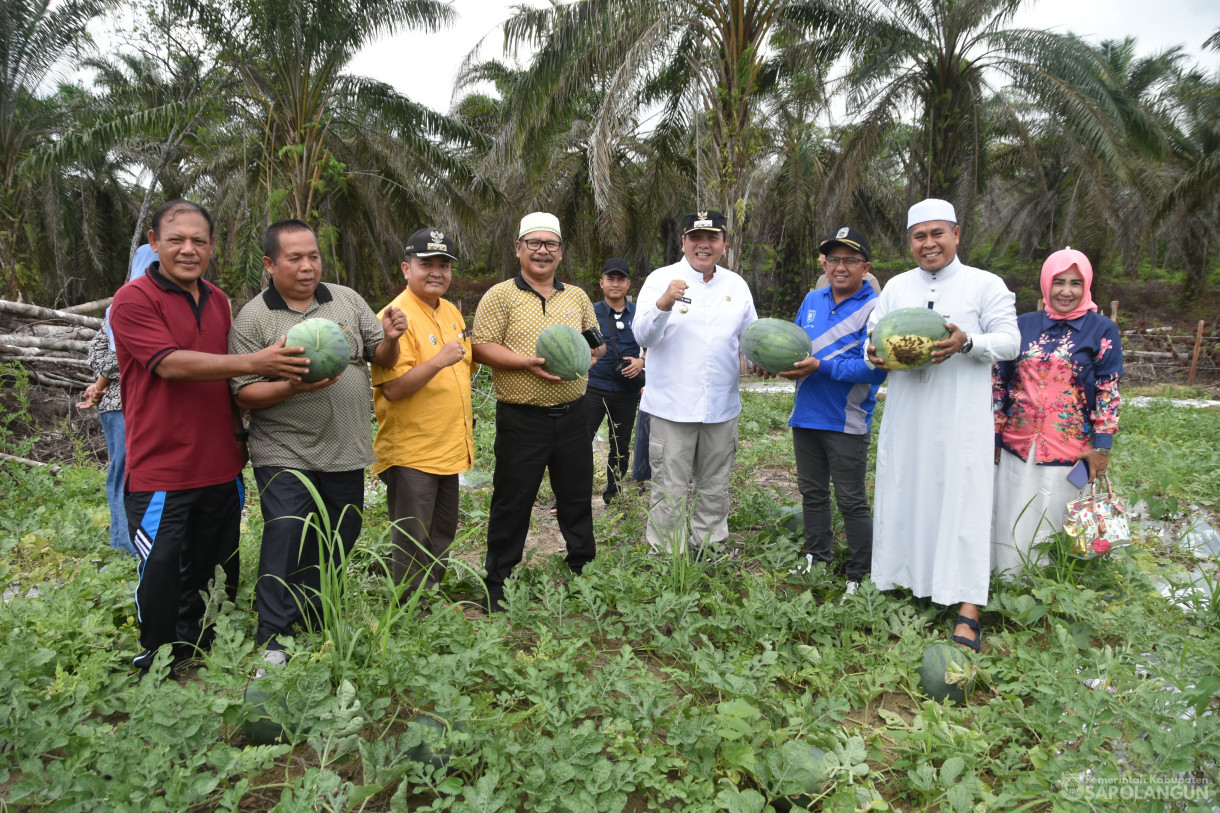 1 Desember 2023 - Panen Semangka Program Ketahanan Pangan Desa Sungai Keramat Kecamatan Cermin Nan Gedang