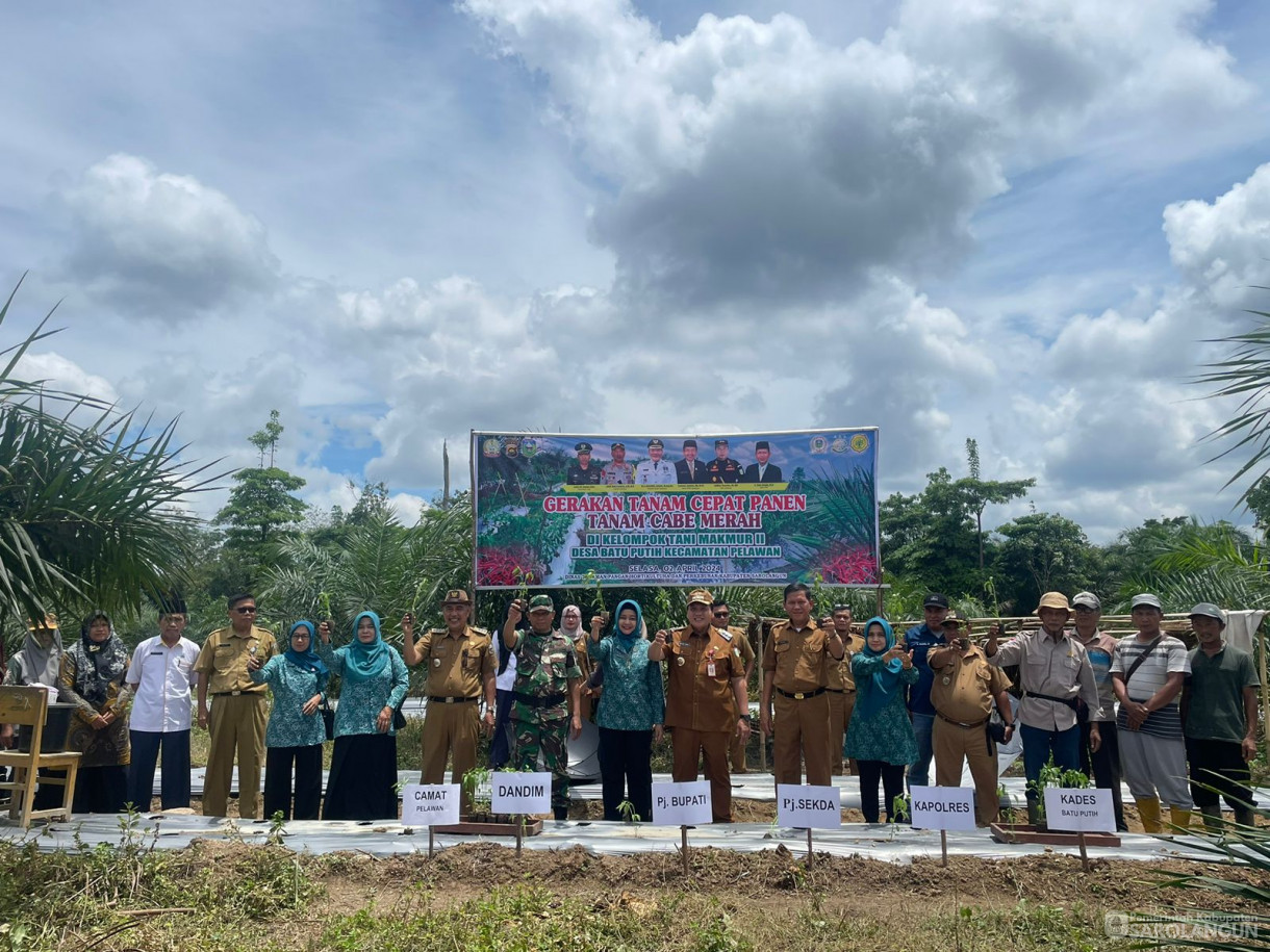 02 April 2024 - Gerakan Tanam Cepat Panen Tanam Cabe Merah Di Kelompok Tani Makmur II Desa Batu Putih Kecamatan Pelawan