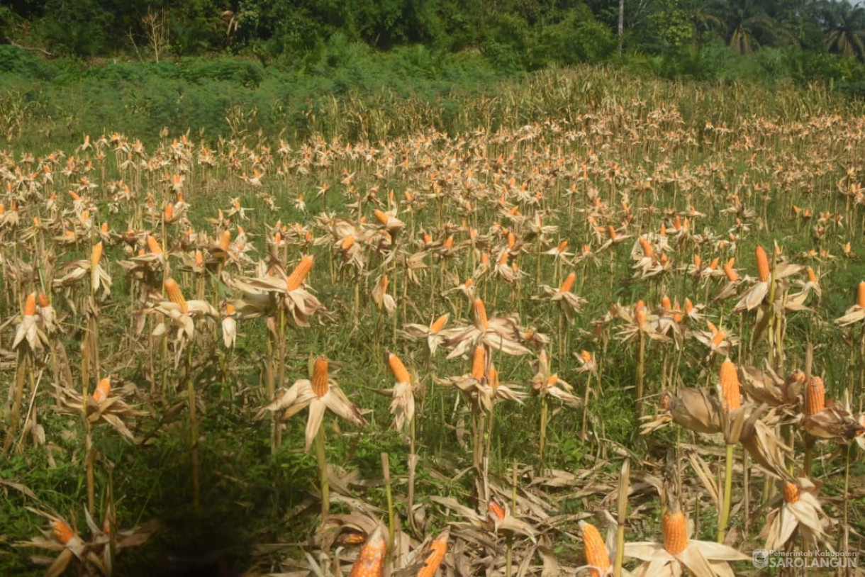 27 Oktober 2025&nbsp; Panen Jagung Ketahanan Pangan di Desa Lidung