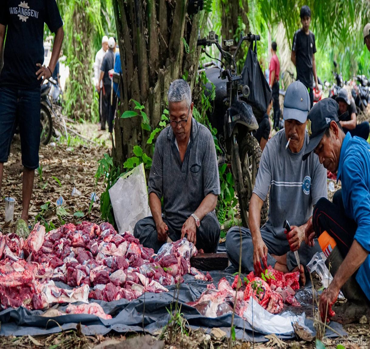 27 Mei 2026 Bupati Sarolangun Menghadiri Sekaligus Menyaksikan Secara Langsung Proses Pemotongan Hewan Kurban 46 Ekor Sapi, 2 Ekor Kambing di Desa Rantau Gedang Kecamatan Bathin VIII