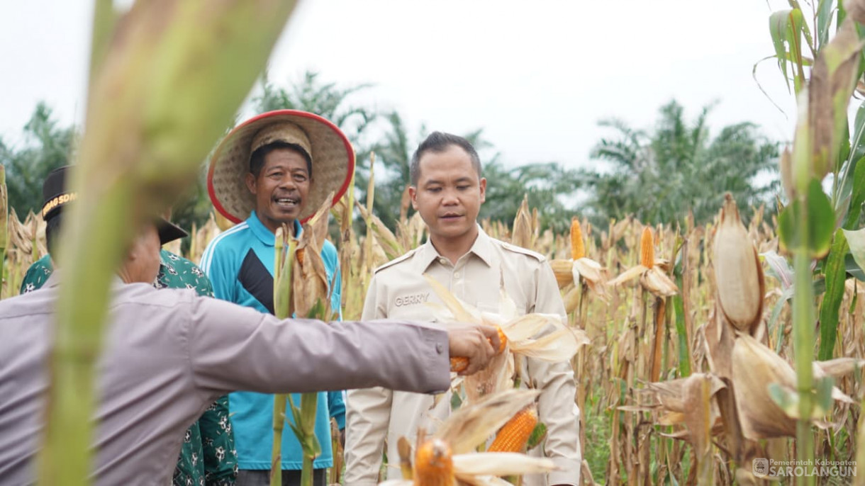 Panen Jagung Desa Sendang Sari Singkut