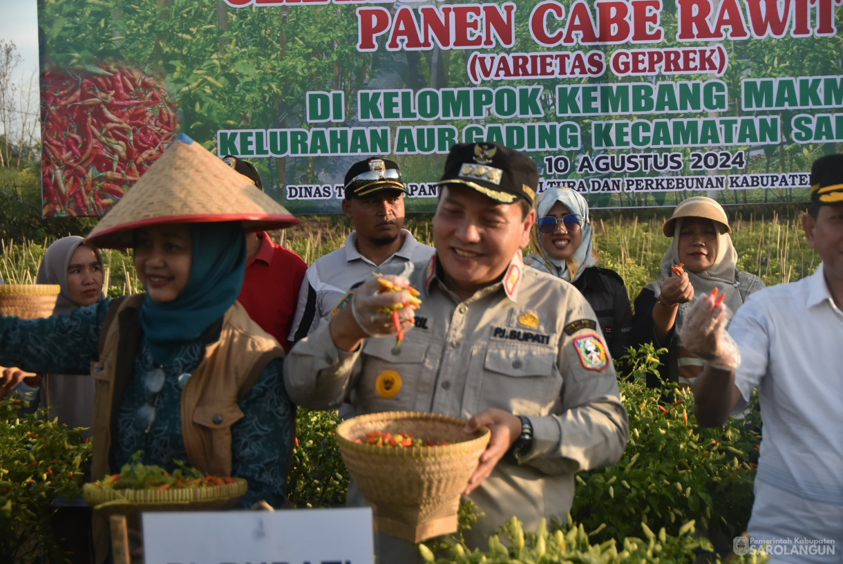 10 Agustus 2024 - Gerakan Tanam Cepat Panen Cabe Rawit Kelompok Tani Kembang Makmur, Bertempat di Kelurahan Aur Gading Kecamatan Sarolangun