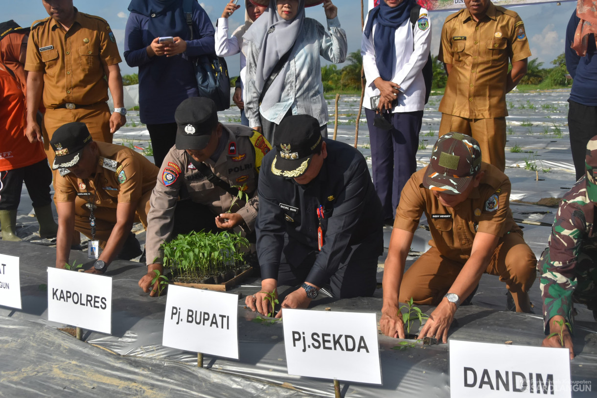 27 Mei 2024 - Gerakan Tanam Cepat Panen Tanam Cabe Merah Kelompok Tani Danau Beringin Desa Ujung Tanjung Kecamatan Sarolangun