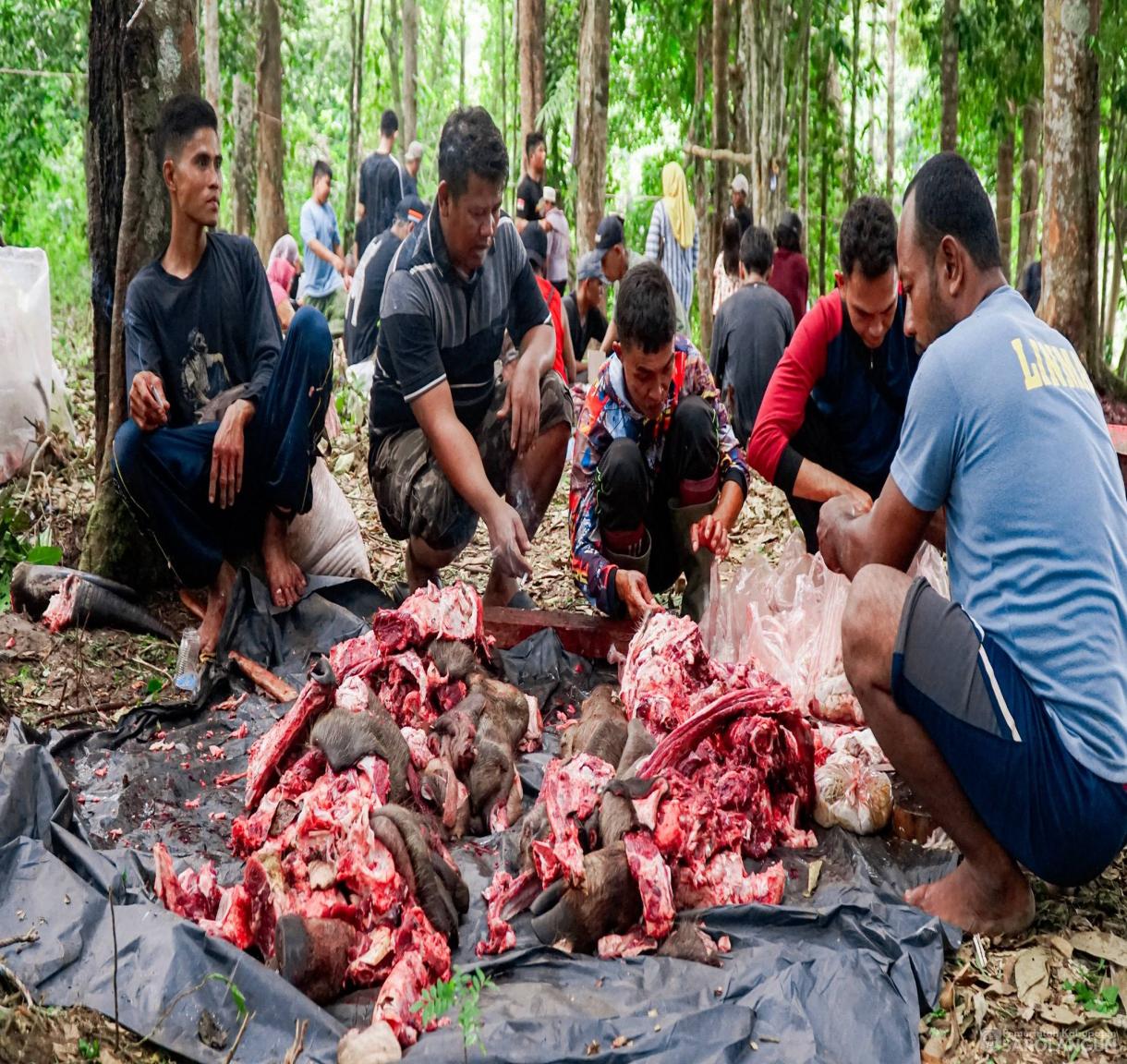 27 Mei 2026 Bupati Sarolangun Menghadiri Sekaligus Menyaksikan Secara Langsung Proses Pemotongan Hewan Kurban 46 Ekor Sapi, 2 Ekor Kambing di Desa Rantau Gedang Kecamatan Bathin VIII