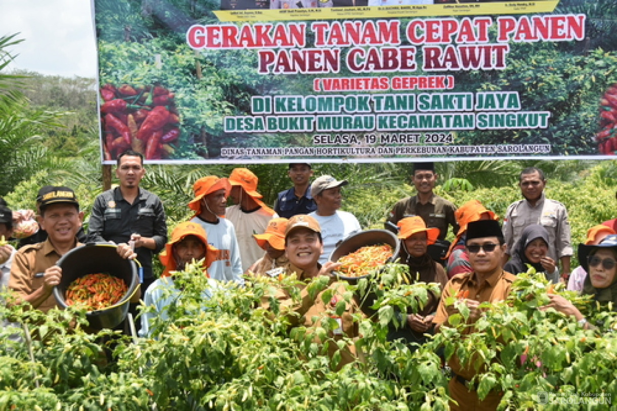 19 Maret 2024 - Panen Cabe Rawit Kelompok Tani Sakti Jaya Di Desa Bukit Murau Kecamatan Singkut