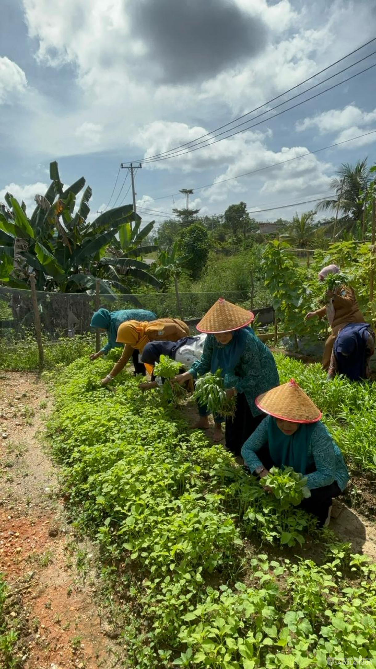 4 Maret 2024 - Ibu Sekretaris Daerah Selaku Wakil Ketua TP PKK  Bersama Pokja 3 Melaksanakan Kegiatan Himbauan Menanam Cabe Di Halaman Rumah Pada Masyarakat Kab. Sarolangun