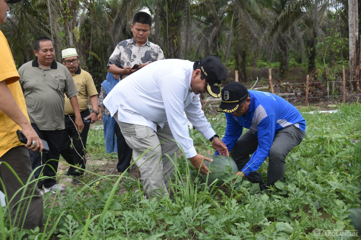 1 Desember 2023 - Panen Semangka Program Ketahanan Pangan Desa Sungai Keramat Kecamatan Cermin Nan Gedang