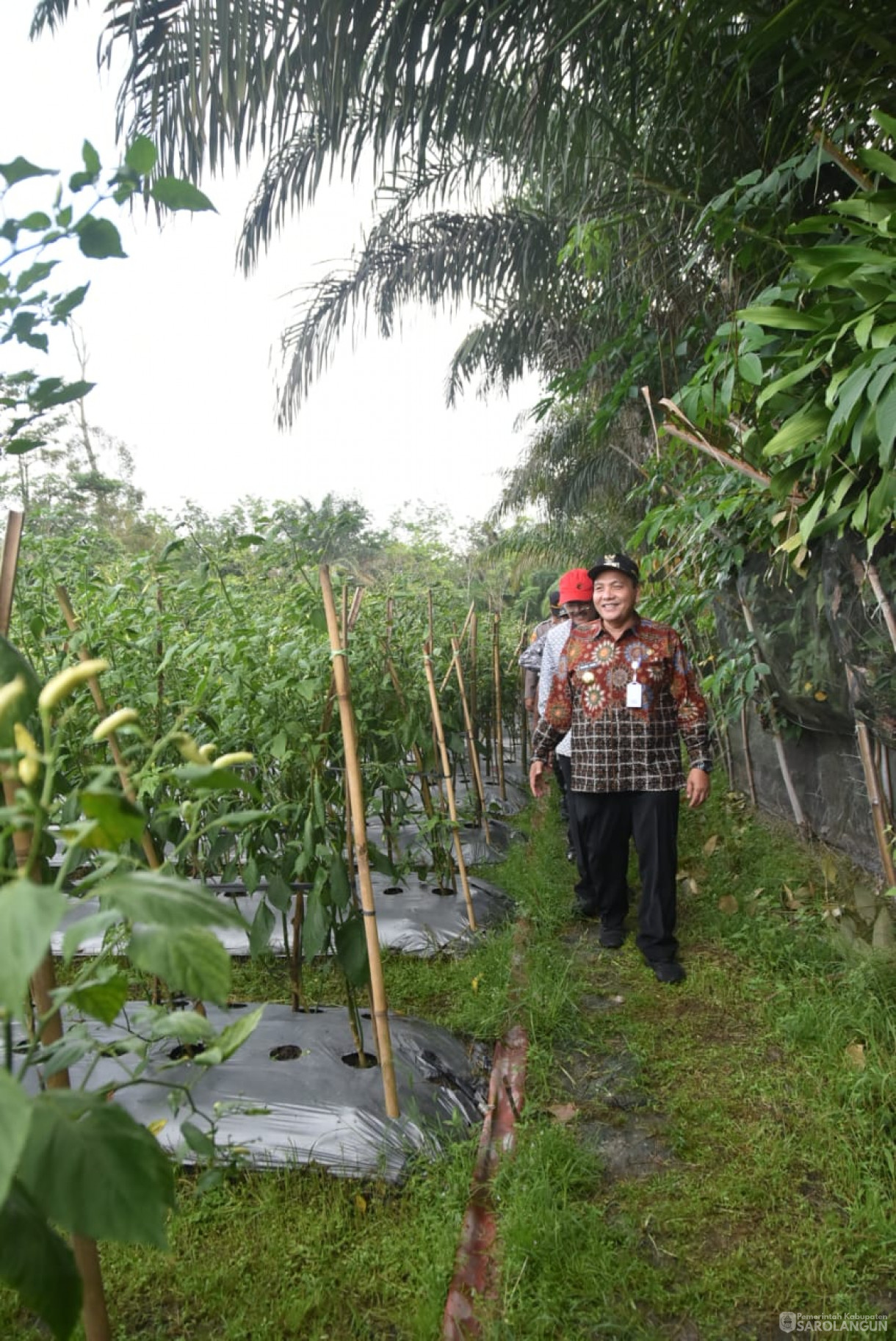 21 September 2023 - Penjabat Bupati Sarolangun Bersama Forkopimda Menghadiri Acara Gerakan Tanam Cepat Panen Cabe Rawit Kelompok Tani Bina Jaya Desa Payolebar Kecamatan Singkut