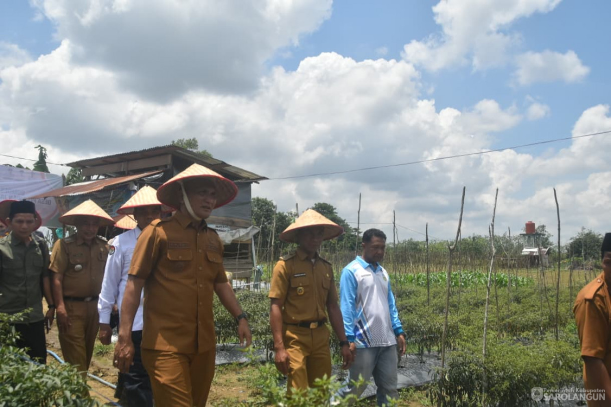 14 Oktober 2025 Panen Cabe Merah Bumdes Jaya Bersama Desa Pelawan Jaya