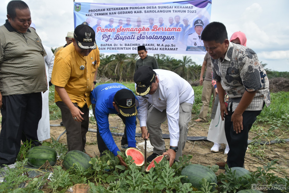 1 Desember 2023 - Panen Semangka Program Ketahanan Pangan Desa Sungai Keramat Kecamatan Cermin Nan Gedang