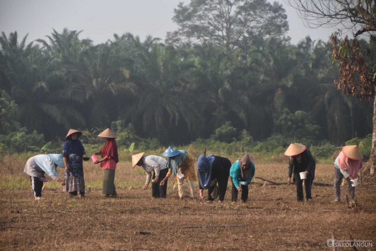 28 Agustus 2025&nbsp; &nbsp;Panen Perdana Padi Ladang Kelompok Tani Renah Mutu Desa Tanjung Kecamatan Bathin VIII