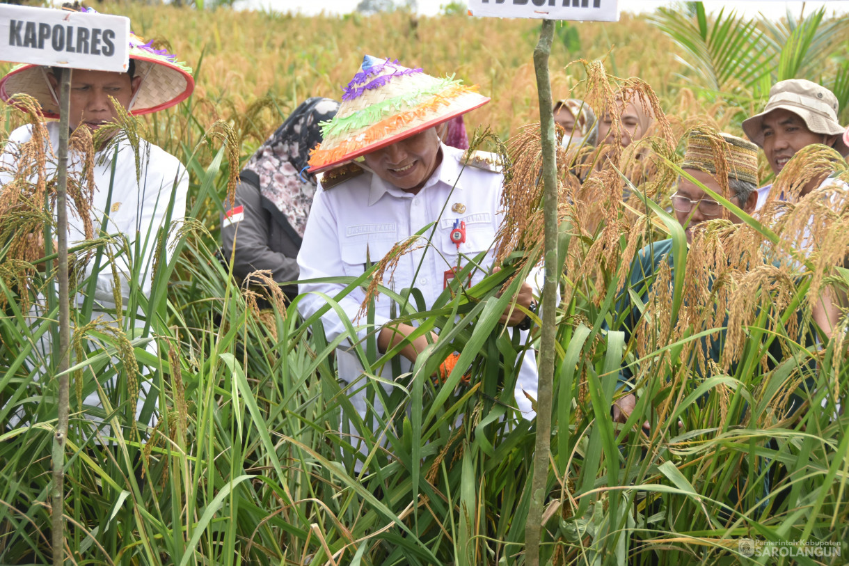 13 Maret 2024 - Panen Padi Ladang Kelompok Tani Mencawang Tani Desa Pulau Lintang Kecamatan Bathin VIII